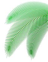 palm branch vector illustration