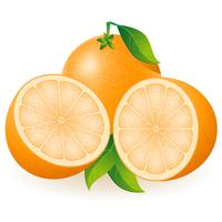 orange vector illustration