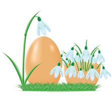 snowdrops are in egg shell vector illustration