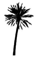 silueta de palmeras ilustración vectorial realista vector