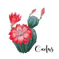 Cactus in desert vector and illustration, hand drawn style, isolated on white background.