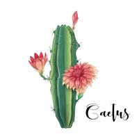 Cactus in desert vector and illustration, hand drawn style, isolated on white background.