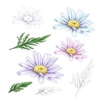 Daisy flower drawing. Vector hand drawn engraved floral set. Chamomile black ink sketch.