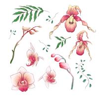 Orchid Tropical Flowers Floral Elements in hand draw Style. Vector