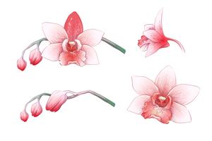 Set Phalaenopsis orchid, pink, red flowers on white background, digital draw tropical plant