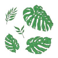 Bright set of green tropical leaves. Vector