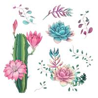 Succulents. Cacti hand drawn on a white background. Flowers in the desert. Vector drawing succulents