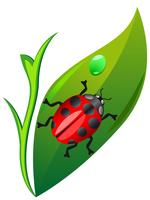 ladybird on leaf vector