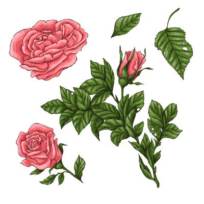 Set of coral roses. Hand drawing Vector illustration