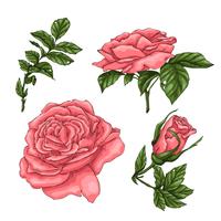 Set of coral roses. Hand drawing Vector illustration