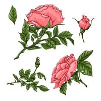 Set of coral roses. Hand drawing Vector illustration