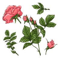 Set of coral roses. Hand drawing Vector illustration