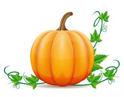 pumpkin and leaf vector illustration