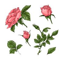 Set of coral roses. Hand drawing Vector illustration