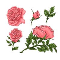 Set of coral roses. Hand drawing Vector illustration