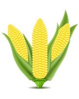 ilustración vectorial de maíz vector