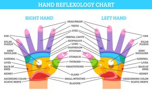 Tabla de reflexología de la mano vector