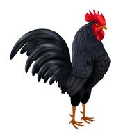 Black Rooster Realistic Side View Image 