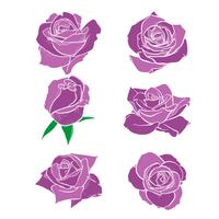 Flores rosas, capullos y hojas verdes. Set de rosas de la colección. icono de rosa y símbolo vector