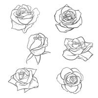 Flowers roses, buds and green leaves. Roses Set collection. rose icon and symbol