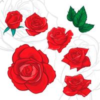 Flores rosas, capullos y hojas verdes. Set de rosas de la colección. icono de rosa y símbolo vector