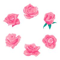 Flores rosas, capullos y hojas verdes. Set de rosas de la colección. icono de rosa y símbolo vector