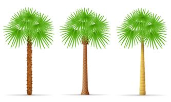palm tree vector illustration