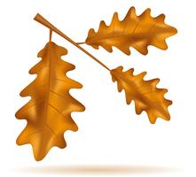 autumn oak leaves vector illustration