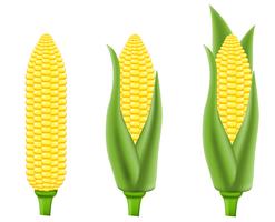 corn vector illustration