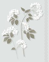 Colocación de gráficos vectoriales botánicos blancos vector