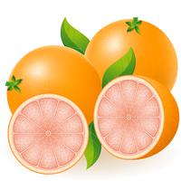 grapefruit vector illustration