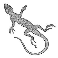 Lizard reptile isolated. Patterned ornamental salamander front view vector