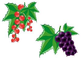 red and black currant vector