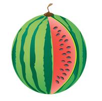 watermelon vector