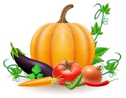pumpkin and autumn harvest vegetables vector illustration