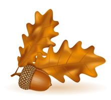 autumn oak acorns with leaves vector illustration