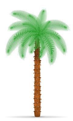 palm tree vector illustration