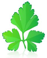 parsley vector illustration