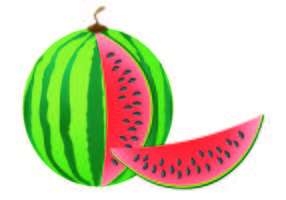 watermelon vector