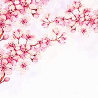 Cherry Blossom vector