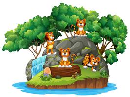 Tiger at isolated nature vector