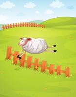 a sheep in a farm vector