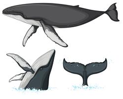 Personaje de ballena jorobada sobre fondo blanco vector