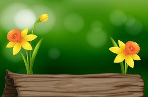 Daffodil flowers and log vector