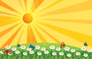 A sunset scenery with butterflies in the garden vector