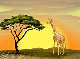 una jirafa debajo de un árbol vector