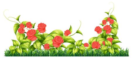 Isolated rose plant for decore vector