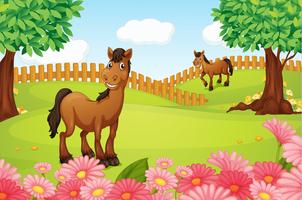 Horses on a field vector