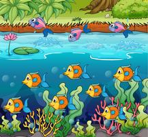 School of fish vector