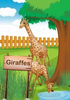 Giraffes inside the wooden fence vector